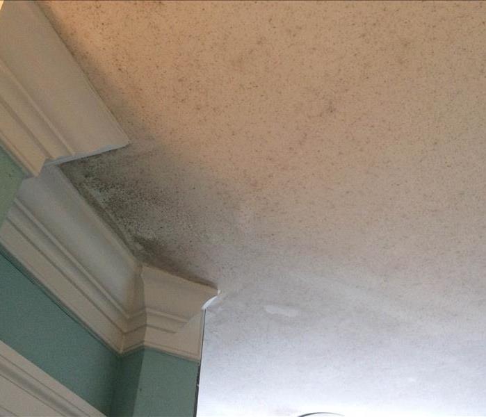 Mold growing in a bathroom ceiling due to high moisture levels and poorly ventilated systems