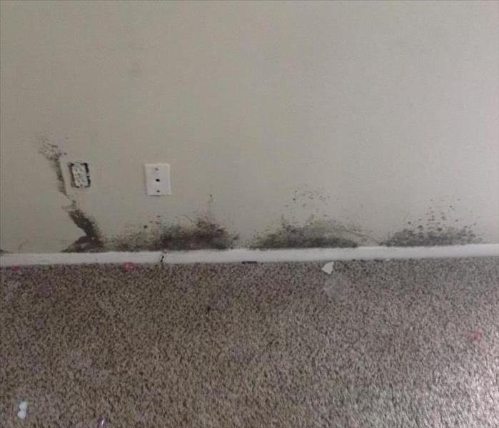 wall with mold growing at the base where the baseboards meet the floor