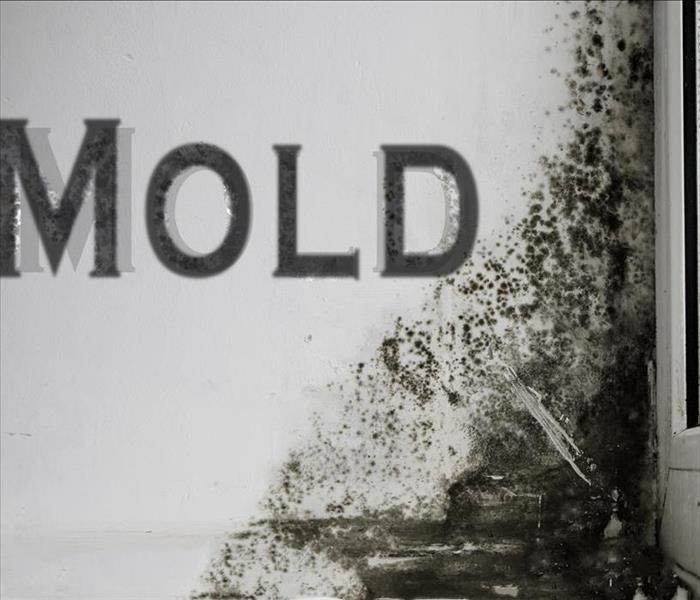 Mold around a window with the words MOLD on a white wall. 