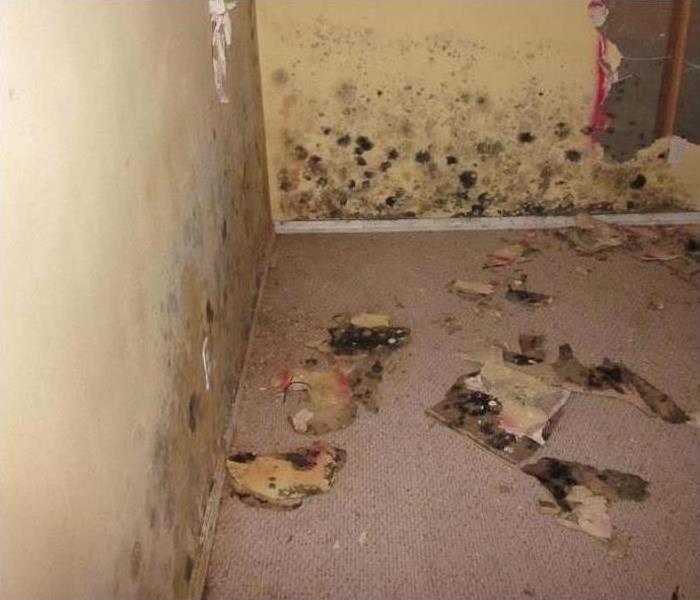 Black and grey mold spots on the walls of a room. 